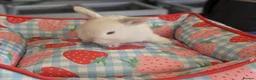 Mixed Breed rabbits for sale: Mini Lop x Netherland Dwarf Bunnies🐇 - Advert 3