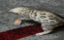 Bengal cats for sale: Bengal kittens - Image 10