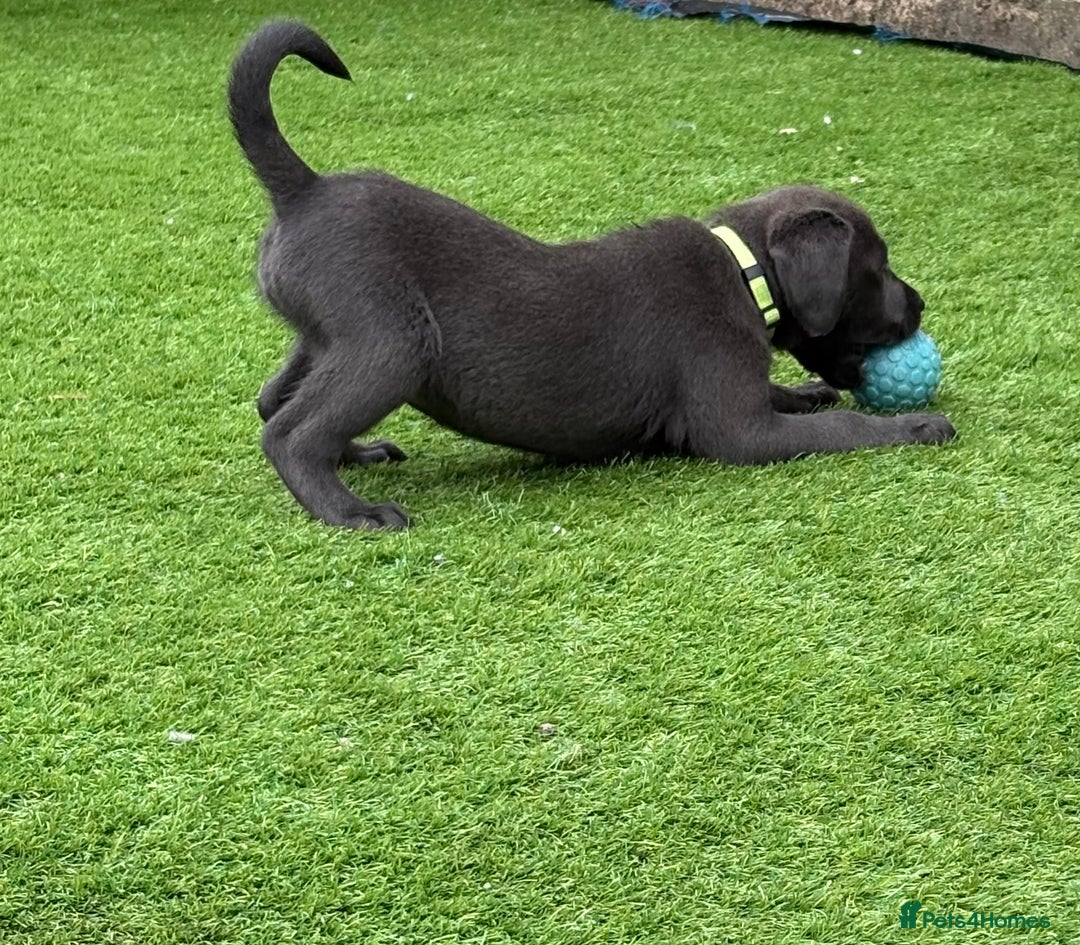 Labrador Retriever dogs for sale: KC Silver, Charcoal & Black Labs for sale - Image 20