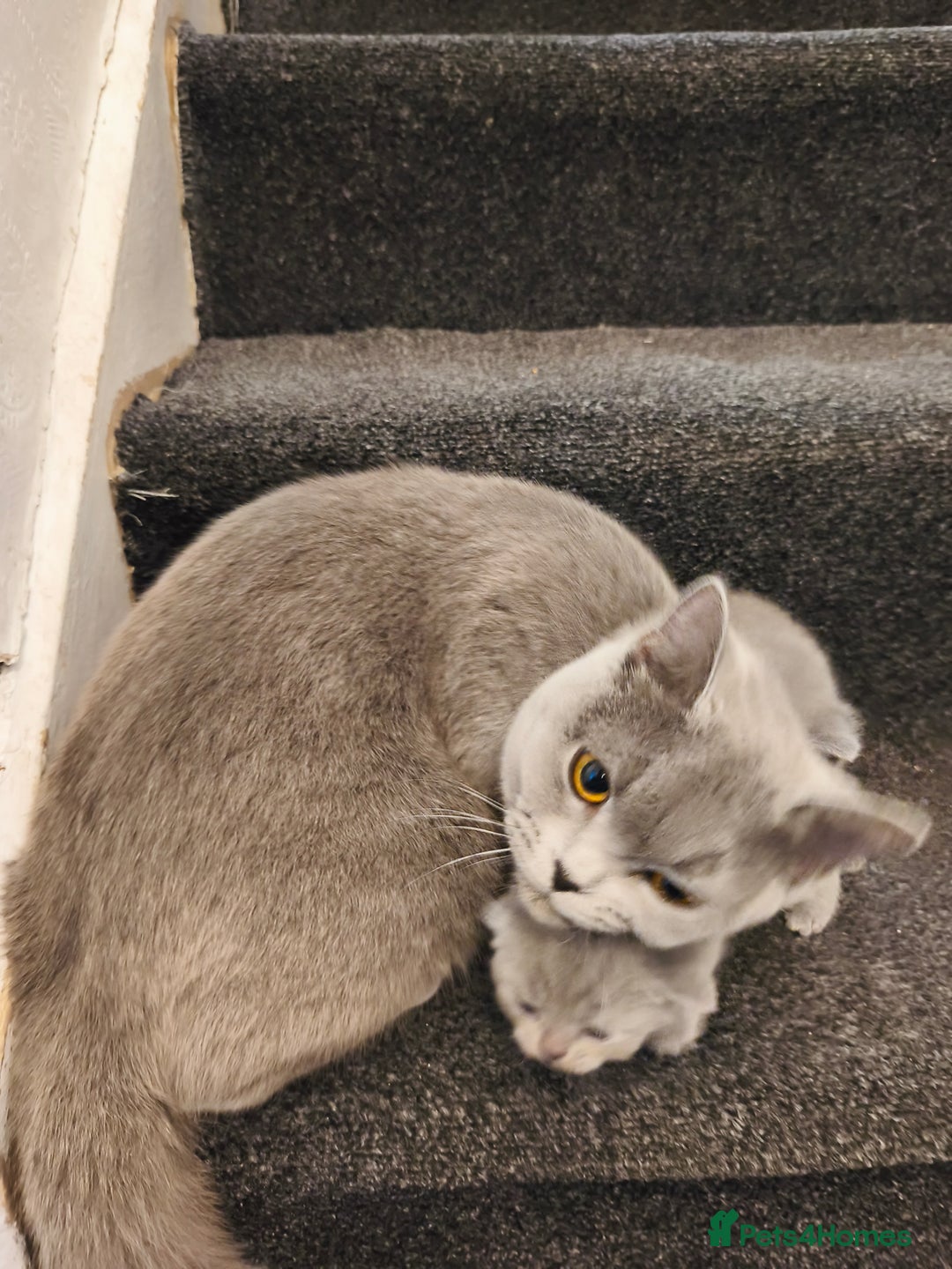 British Shorthair cats for sale: British short hair kittens - Advert 7