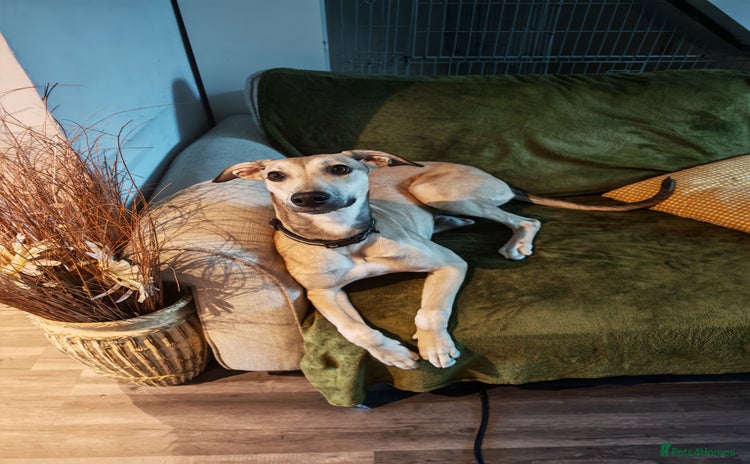 Lurcher dogs - Advert 1