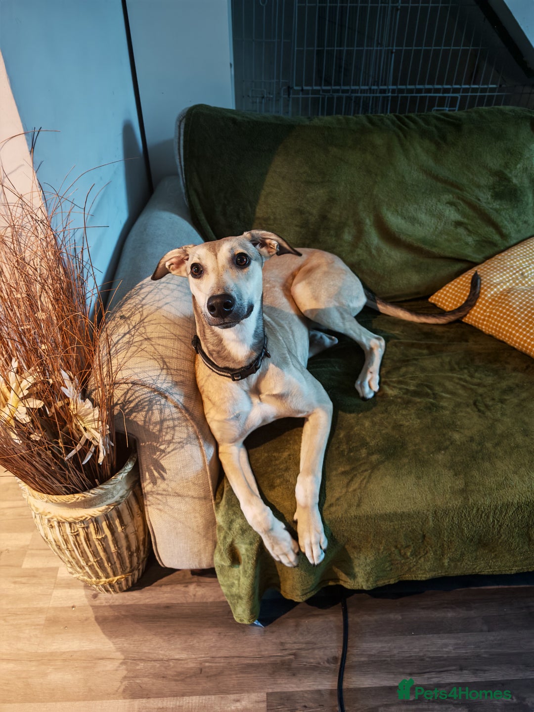 Lurcher dogs for sale: Female lurcher bull - Image 1