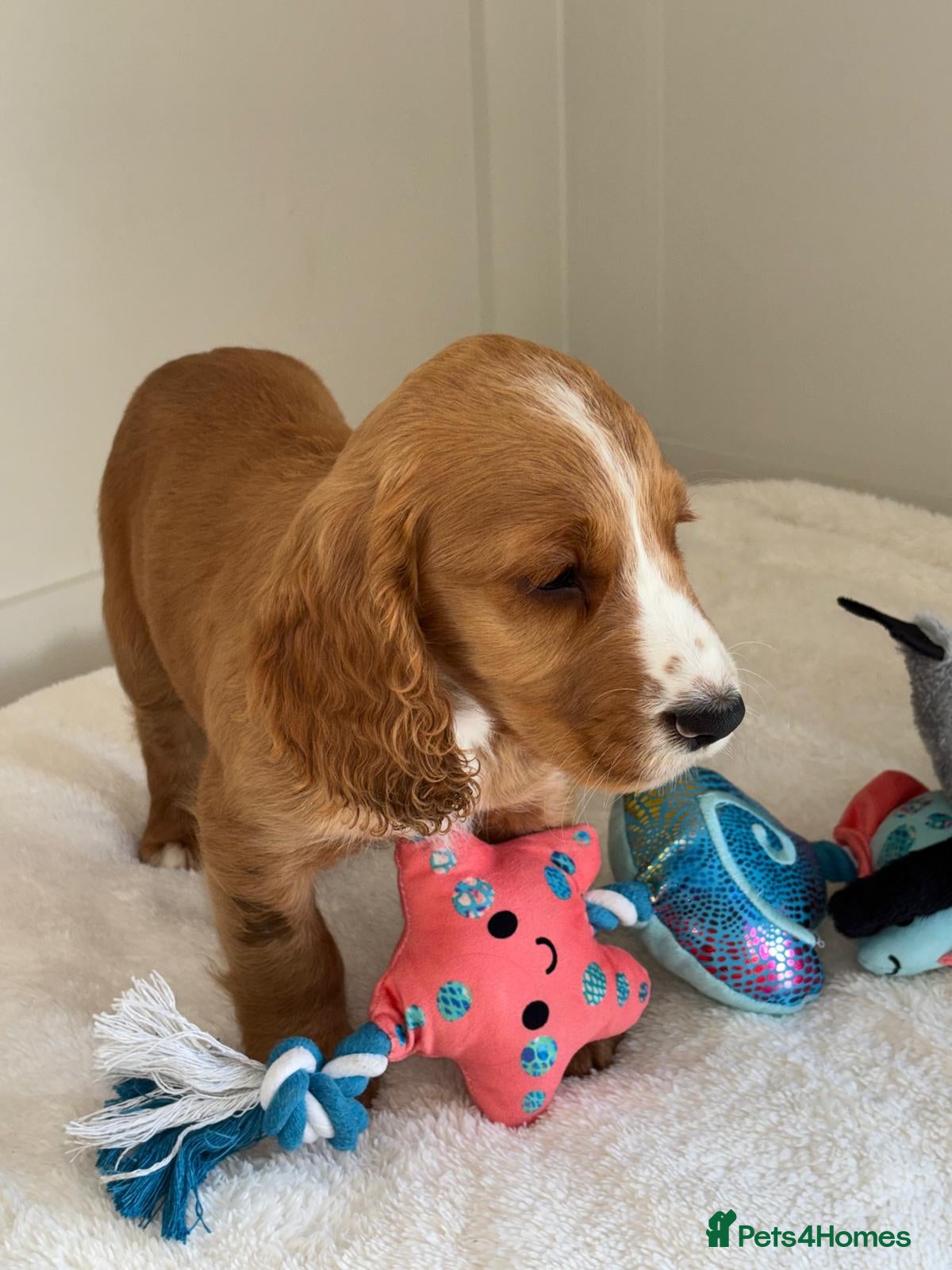 Cocker Spaniel dogs Pedigree cocker  spaniels puppy’s  - Advert 2