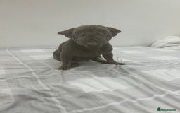 French Bulldog dogs for sale: Lilac and tan French bulldog  - Advert 2
