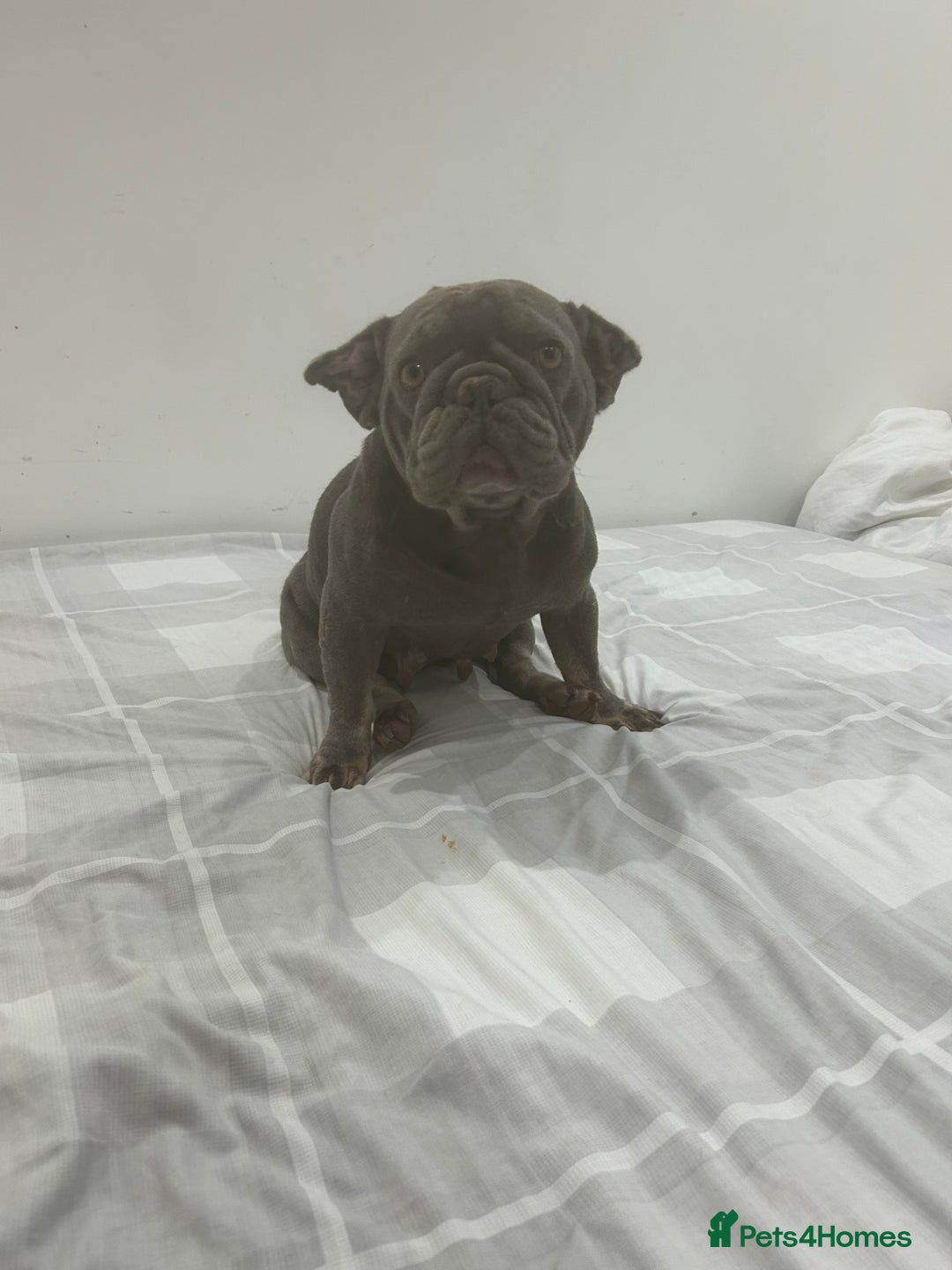 French Bulldog dogs for sale: Lilac and tan French bulldog  - Advert 2