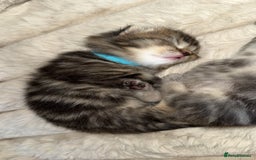British Shorthair cats for sale: British short hair kittens  - Image 11
