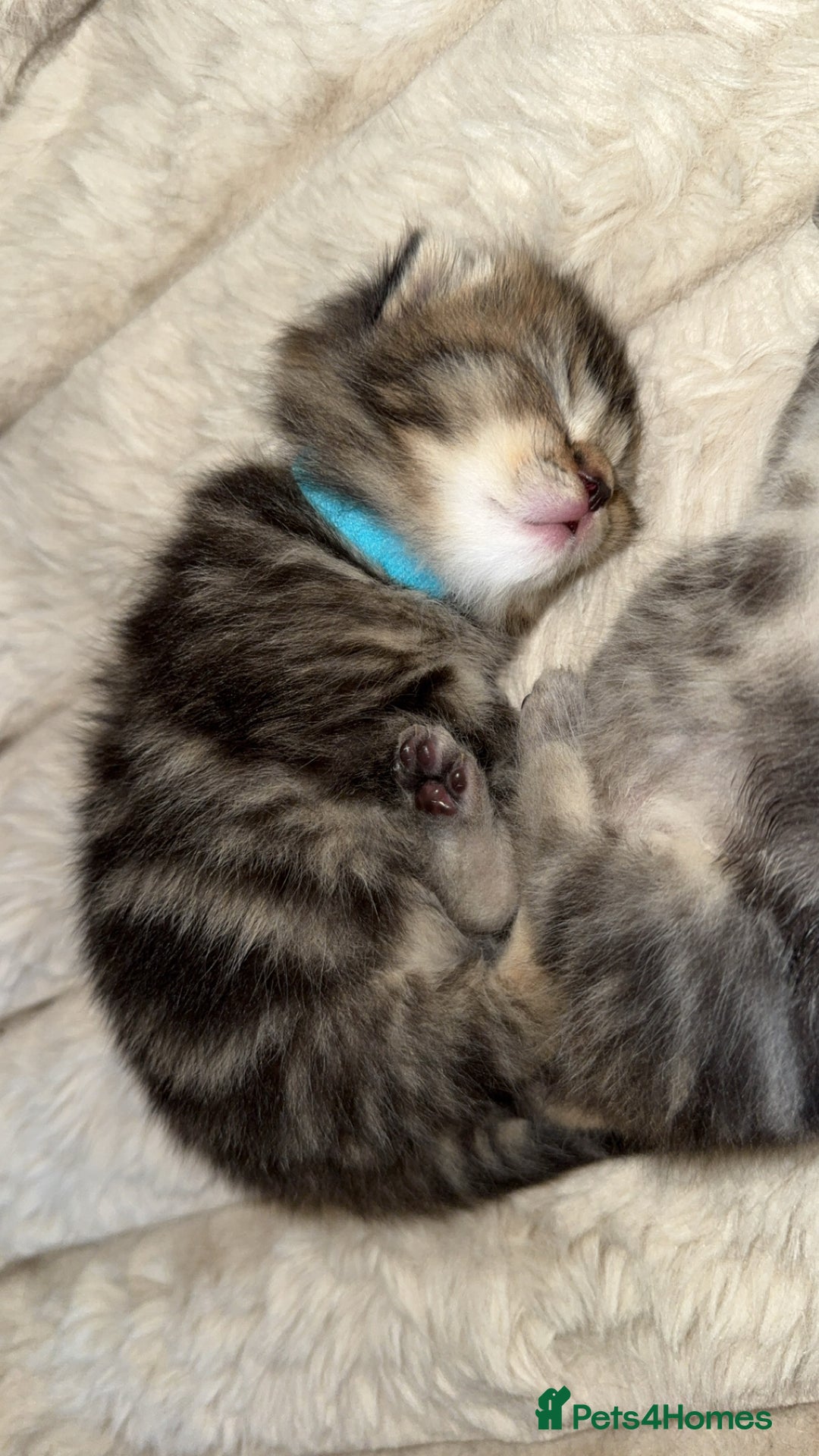 British Shorthair cats for sale: British short hair kittens  - Image 11