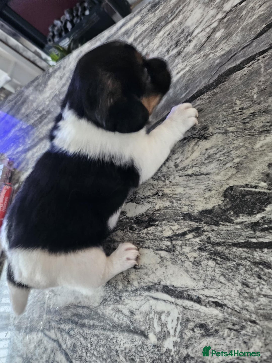 Jack Russell dogs for sale: Full pedigree jack russle pups  - Advert 15