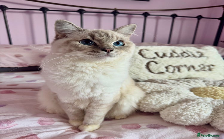 Ragdoll cats - Advert 2