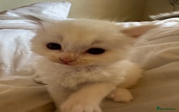 Ragdoll cats for sale: 5 Beautiful Ragdolls looking for a new home  - Image 16