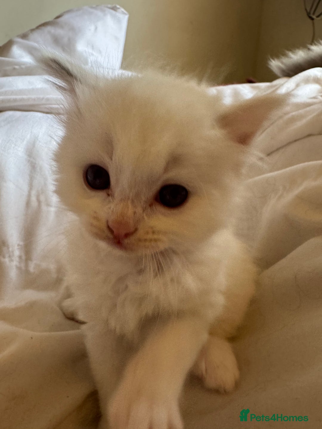 Ragdoll cats for sale: 5 Beautiful Ragdolls looking for a new home  - Image 16