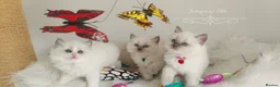 Ragdoll cats for sale: Beautiful Ragdoll kittens 😻😻😻😻 - Advert 22