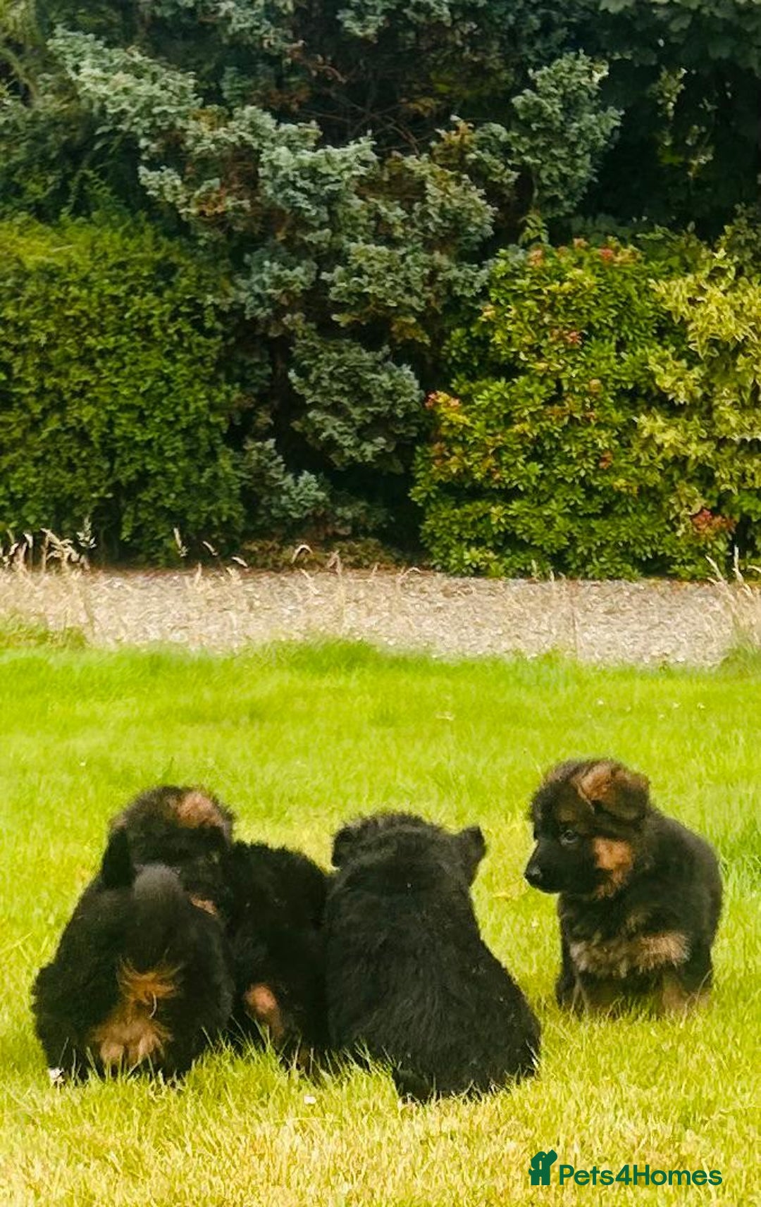 German Shepherd dogs for sale: Beautiful chunky long haired black, tan & red pups - Image 29