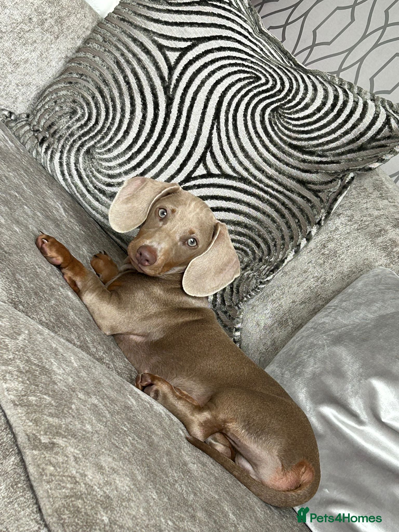 Miniature Dachshund dogs Proven Isabella and Tan Dachshund - Advert 2