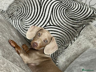 Miniature Dachshund dogs in Keighley - Advert 24