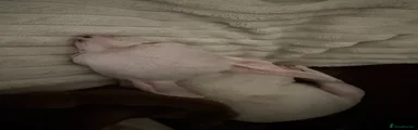 Chihuahua 1