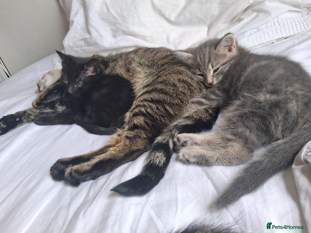 Mixed Breed cats for sale: Kittens looking for forever home - Image 5