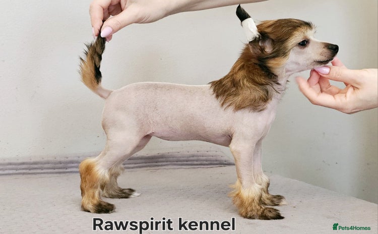 Chinese Crested dogs in Crewe - Advert 1