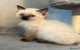 Ragdoll cats for sale: Ragdoll Kittens 😻 3 boys ready now  - Image 4