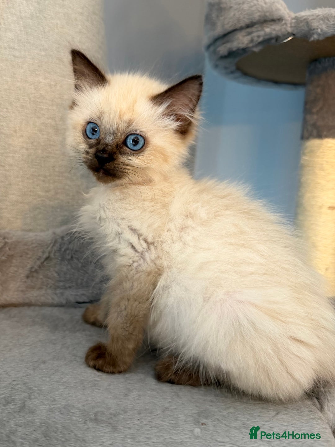 Ragdoll cats for sale: Ragdoll Kittens 😻 3 boys ready now  - Image 4