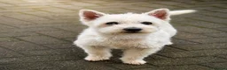 Westiepoo dogs for sale: Westipoo puppies 🐶🐶  - Advert 3