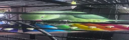 Ringnecks birds for sale: Male Ringneck - Advert 5