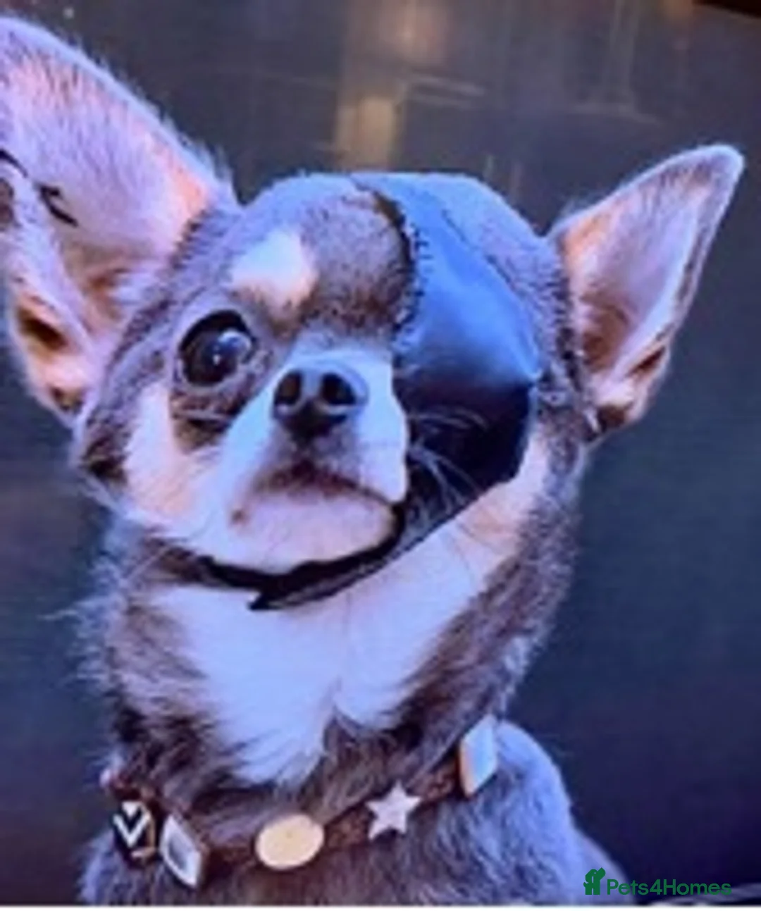 Chihuahua dogs for stud: KC STUD BOYS . STUD ONLY.  in Mansfield - Advert 5