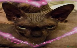 Sphynx cats for sale: Adult Canadian Sphynx for sale and Stud males  - Image 5