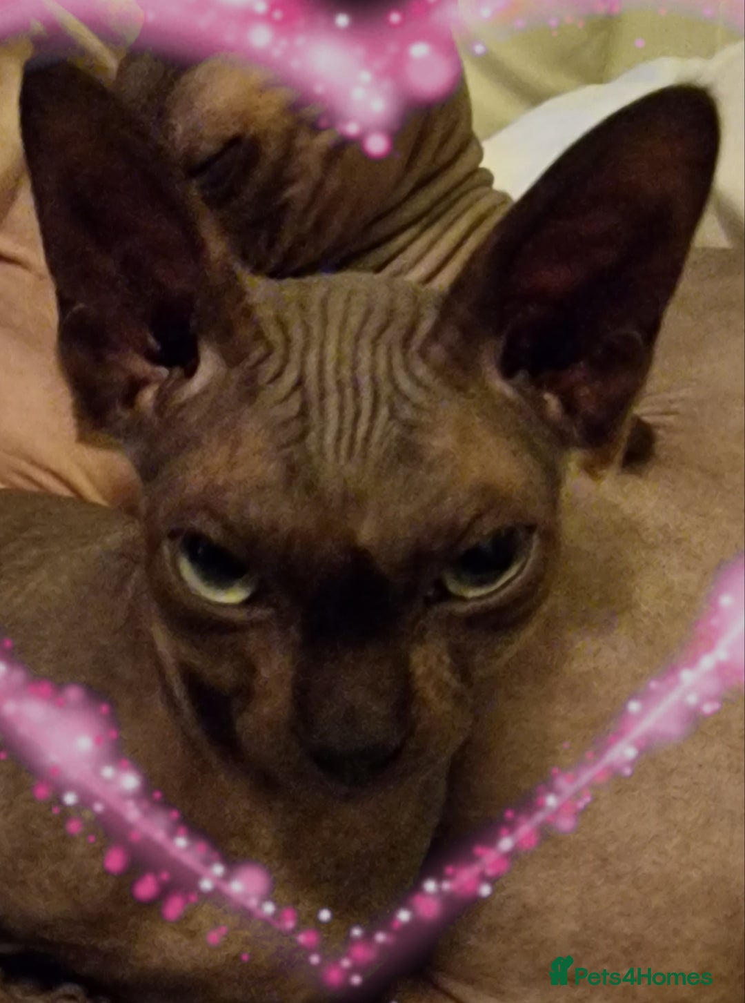 Sphynx cats for sale: Adult Canadian Sphynx for sale and Stud males  - Image 5
