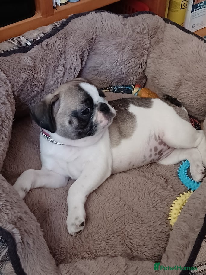 Pug dogs for sale: 4 Years old female pug for sale in Nottingham - Advert 3