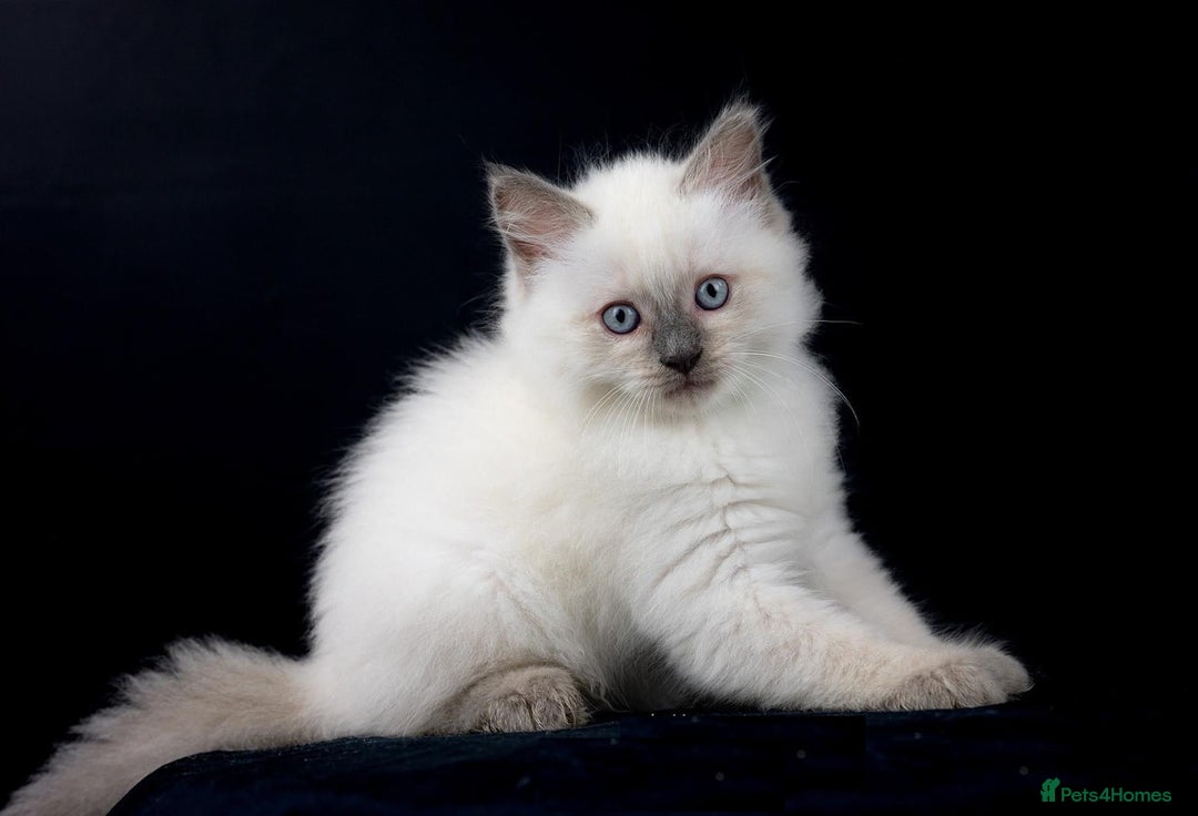 Ragdoll cats for sale: Perfectly raised Blue eyes Rag dollys  - Advert 6
