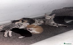 Mixed Breed cats for sale: 3 gorgeous kittens 2 long hair 1 short  - Image 12