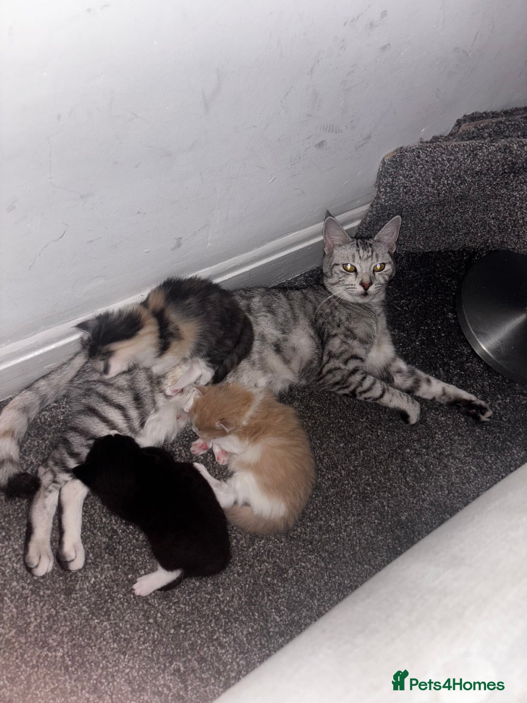 Mixed Breed cats for sale: 3 gorgeous kittens 2 long hair 1 short  - Image 12