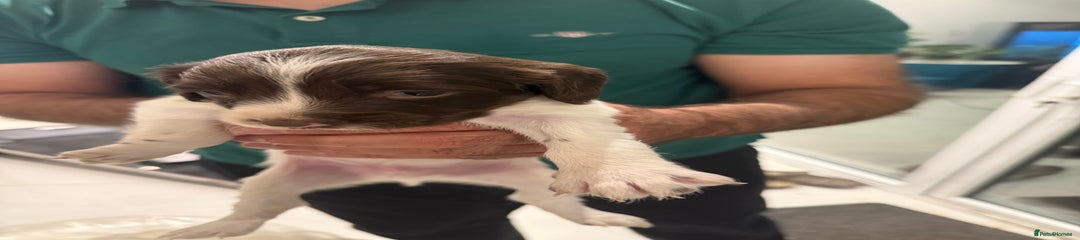 English Springer Spaniel Puppy 4