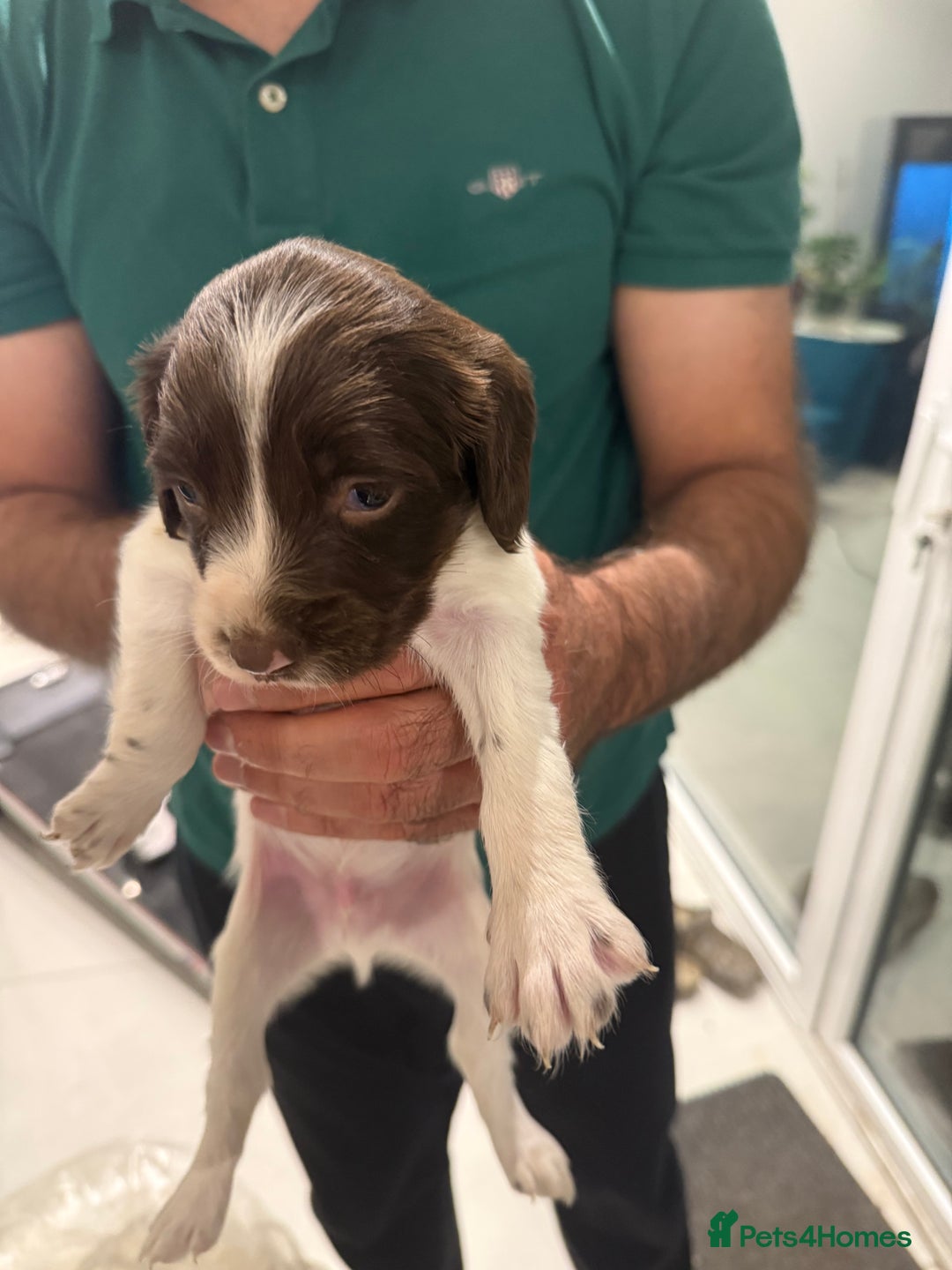 English Springer Spaniel dogs for sale: Working English Springer Spaniel  - Image 14