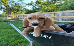 Bloodhound dogs for sale: Beautiful bloodhound puppies  - Image 8