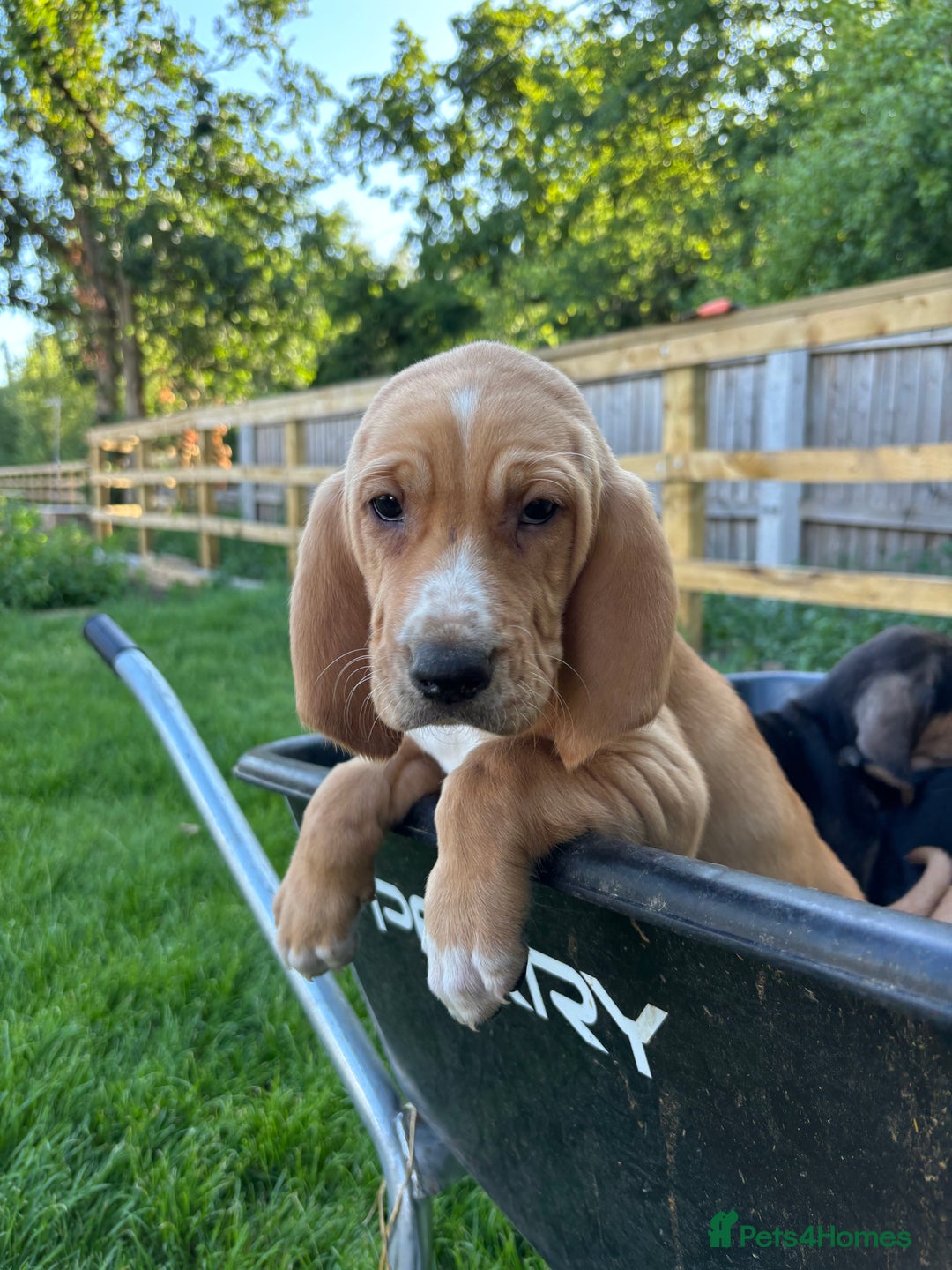 Bloodhound dogs for sale: Beautiful bloodhound puppies  - Image 8