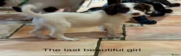 Sproodle dogs for sale: Sproodle Puppies from experienced, licensed breedr - Advert 5