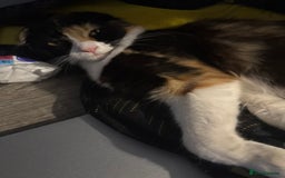 Scottish Fold cats for sale: Scottish fold (longhair) - Image 1