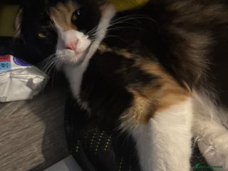 Scottish Fold cats - Advert 24