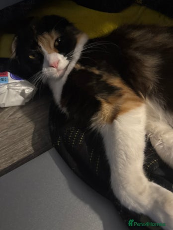 Scottish Fold cats - Advert 2