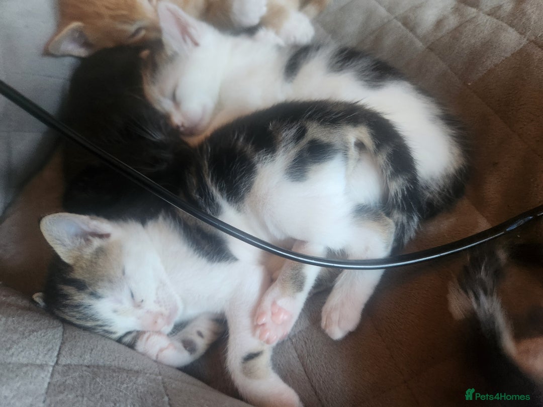 Mixed Breed cats for sale: Beautiful baby's looking for their forever homes  - Image 9