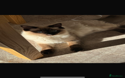 Ragdoll cats for sale: Ragdoll boy - Image 2