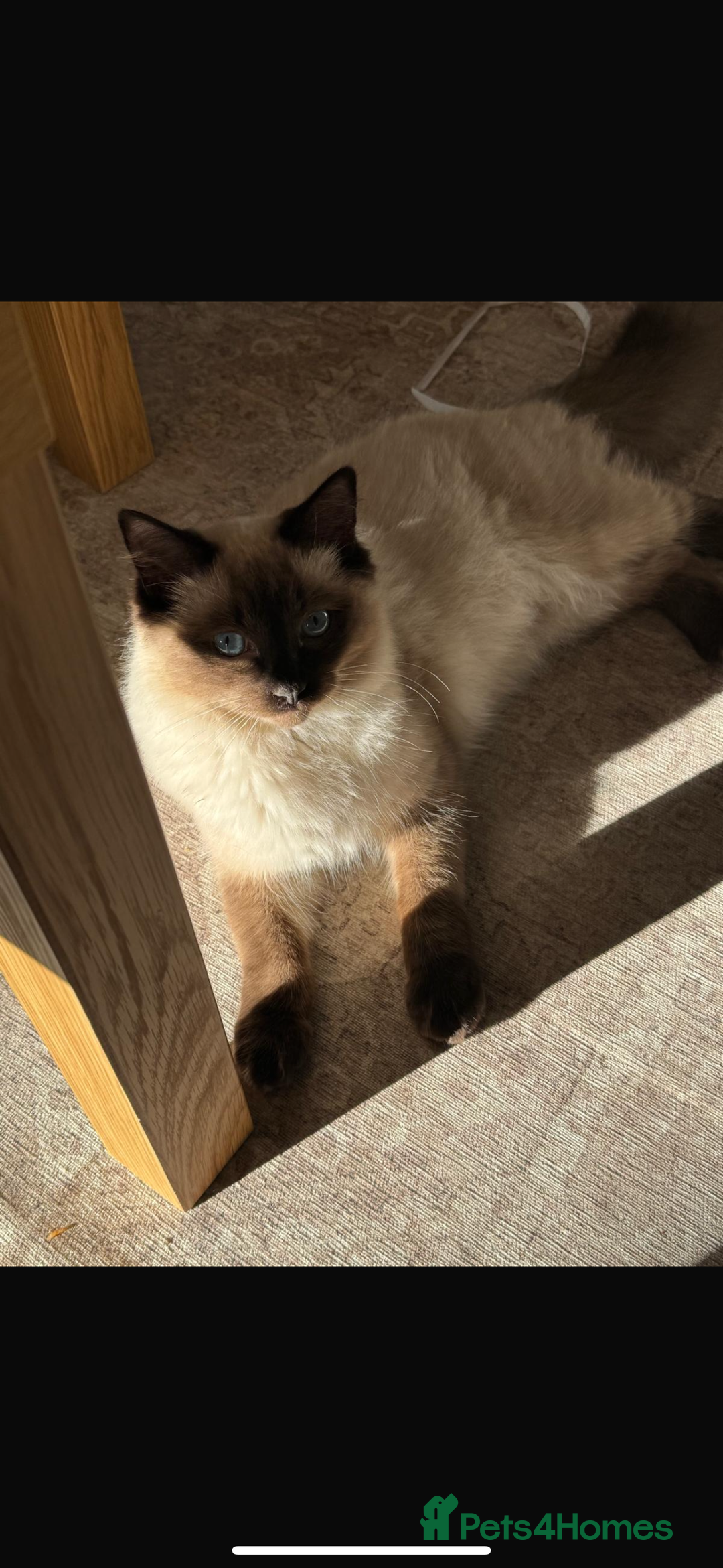 Ragdoll cats for sale: Ragdoll boy - Image 2