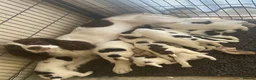 English Springer Spaniel dogs for sale: Kc springer spaniels  in Marlborough - Advert 6