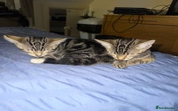 Mixed Breed cats for sale: Adorable kittens looking for a loving home - Image 5