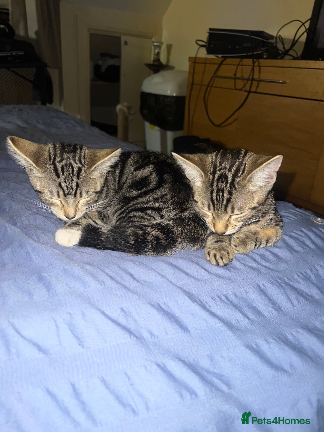 Mixed Breed cats for sale: Adorable kittens looking for a loving home - Image 5