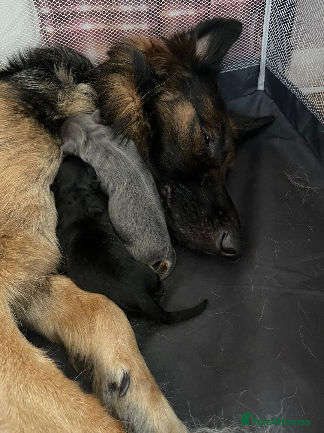 German Shepherd dogs for sale: German shepherd puppies  - Image 34