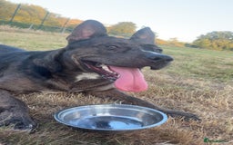 Staffordshire Bull Terrier dogs for stud: 💙 Handsome Tri-Breed Stud Available! - Advert 2