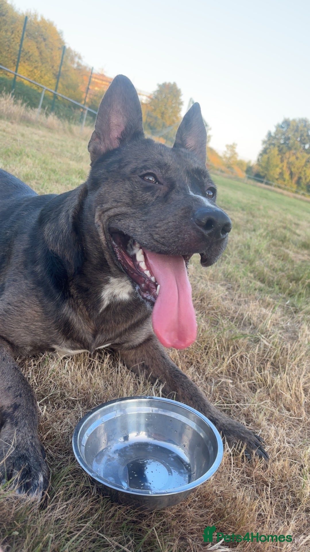 Staffordshire Bull Terrier dogs for stud: 💙 Handsome Tri-Breed Stud Available! - Advert 2